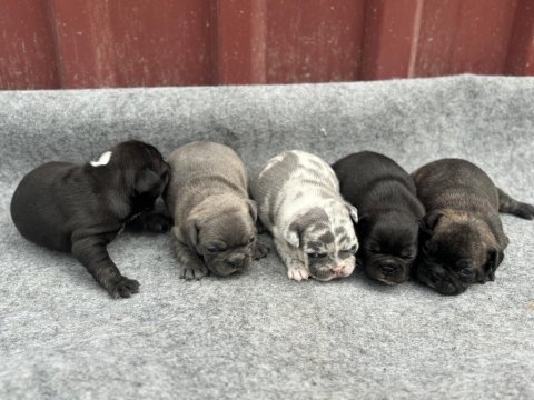 French bulldog bebekler
