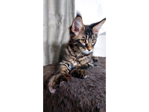 Full şecereli maine coon ünvanlı ebeveynlerden