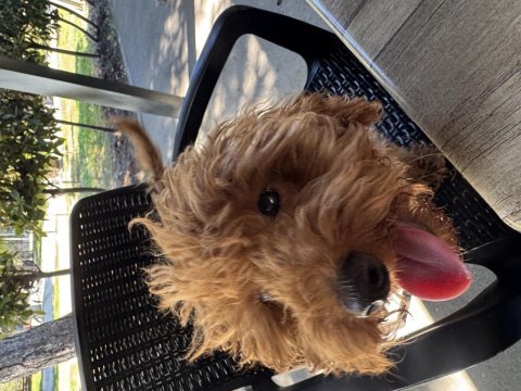 7 aylık erkek toy poodle yavru