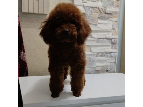 1 yaşında minyatür poodle eğitimli erkek 2 yaş dişi
