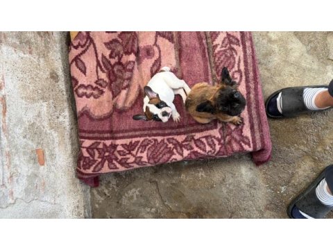 Son dişi french bulldog günü gelen aşıları yapıldı