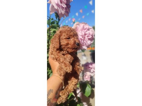 Poodle en sevilenler geldi