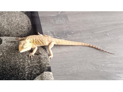 Yetişkin erkek sakallı ejder