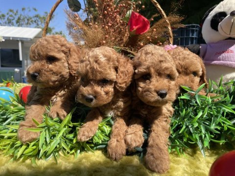 Teacup güzeller güzeli toy poodle bebekler