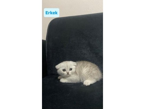 Yavru kedilerimizi sahiplendireceğiz