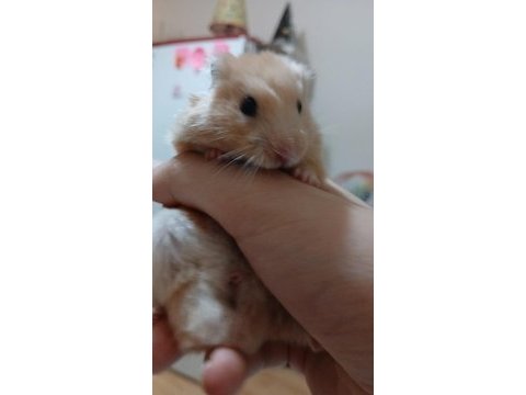 Ankara hamster 9 aylık