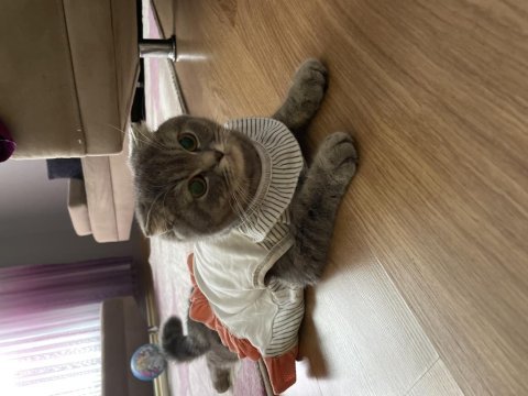 Scottish fold