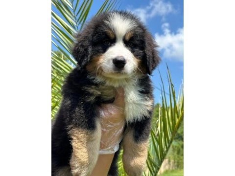 Dağ köpeği bernese yavruları çiftlikten