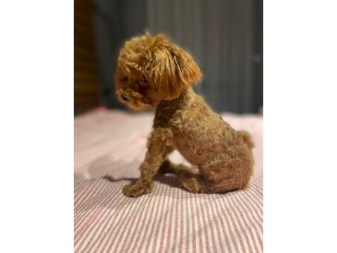 Kore yavrusu a kalite teacup toy poodle red brown yavrular