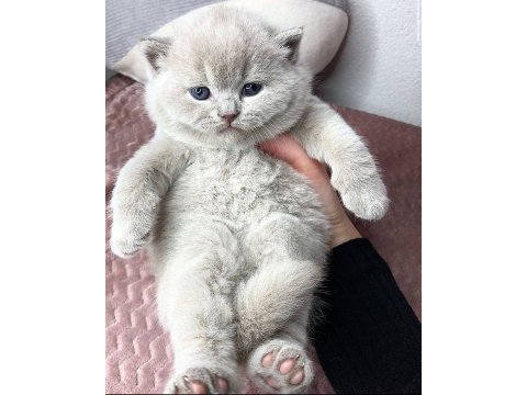 British shorthair yavrular evinizin neşesi olacaktır