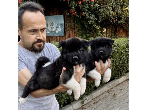 Amerikan akita yavrularımız