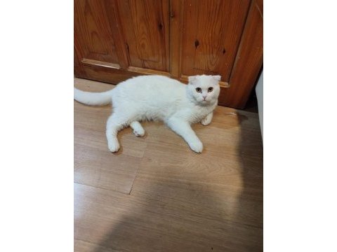 Scottish fold kedisi