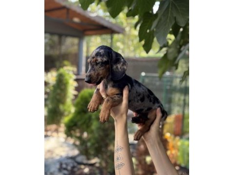 Dünyalar tatlısı merle dachshund sosis bebeğimiz