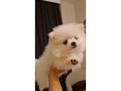 Kar beyazı çok iyi kalite pomeranian boo