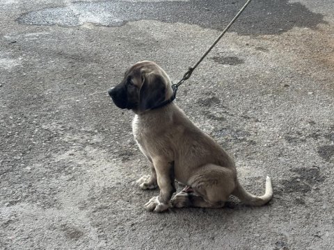 Kırçıl malaklı köpeğimiz