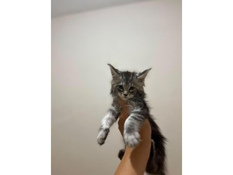 Safkan maine coon yavruları anne ve baba scr kayıtlı
