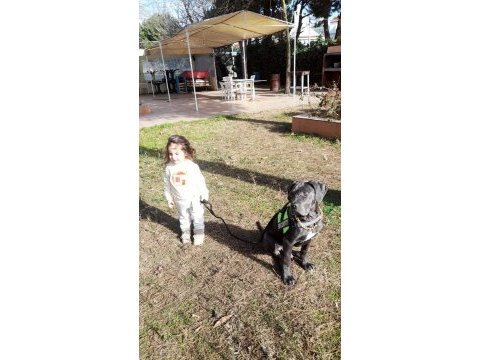 Cane corso blue 7 aylık erkek yavru