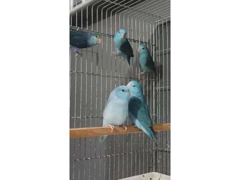 Yavru forpus papağanları