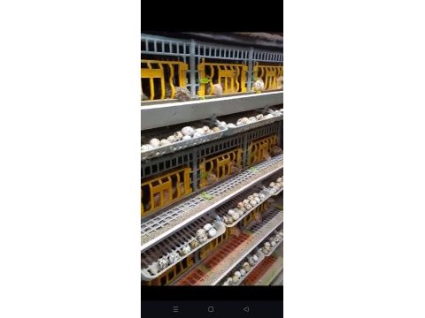 Lezzetli şifalı bıldırcın eti