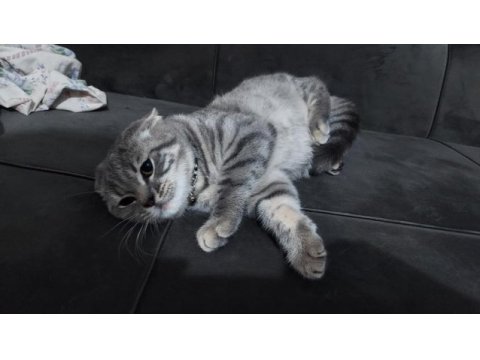 7 aylık erkek british longhair