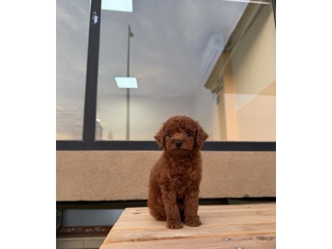 Kore poodle erkek yavrumuz