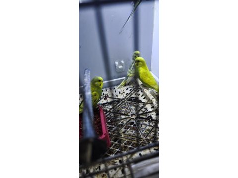 Yeni düşen bebek muhabbet kuşu yavrular
