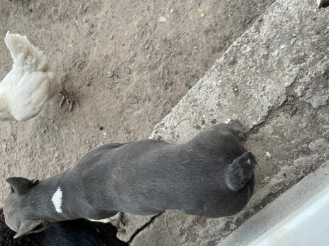 Maddi durumdan dolayı french bulldog