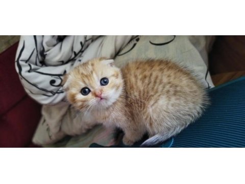 Golden, silver ve lilac scottish fold yavrular