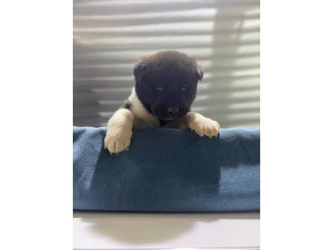 Amerikan akita