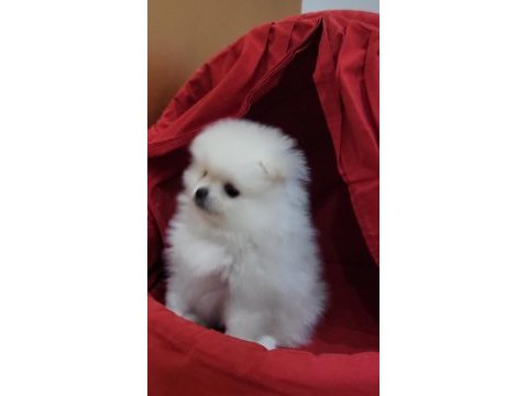 Kar beyazı erkek pomeranian