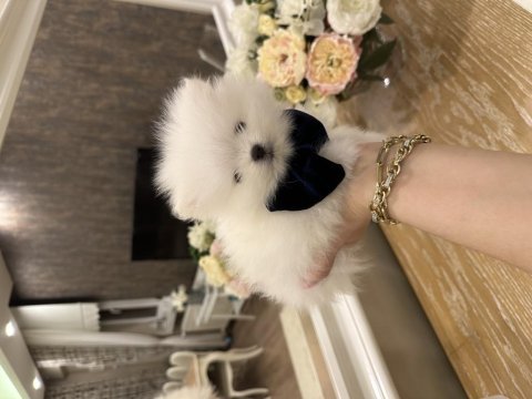 Tea cup cep boy pomeranian beyaz erkek