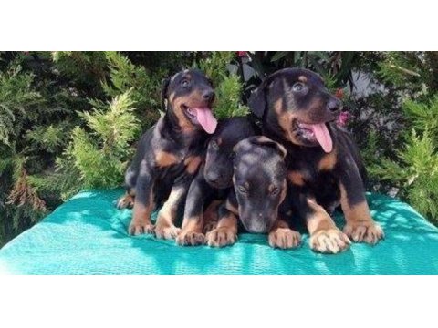 Irk ve sağlık garantili doberman yavrular