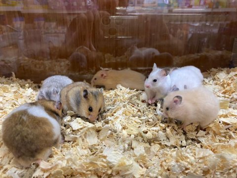 Hamsterlar geldi