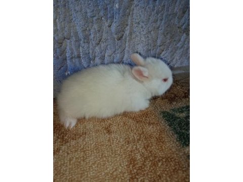 Netherland dwarf hollanda cücesi tavşan