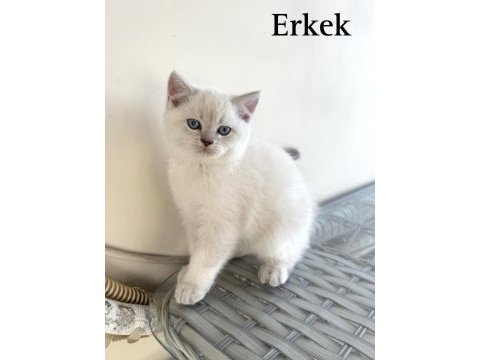 Safkan iri yapılı british shorthair yavrular