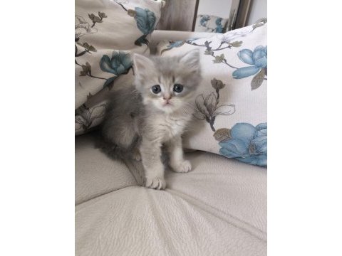 Safkan british shorthair yavrular