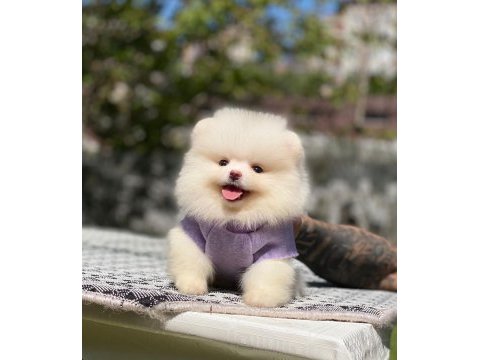 Pomeranian boo 2.5 aylık dişi erkek