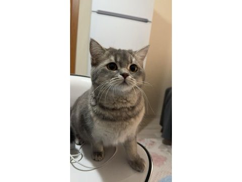 British shorthair 12 aylık kedimiz