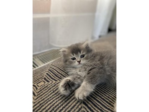 British longhair