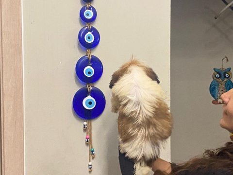 3 aylık erkek teacup shih tzu yavru köpeğimiz