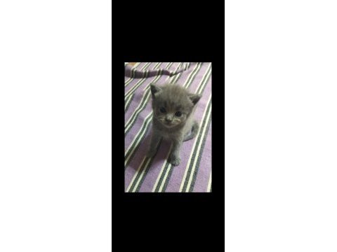 Uyguna verilecektir british shorthair