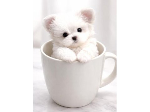Teacup maltese terrier