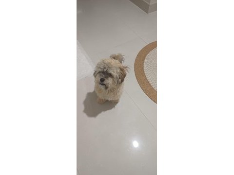 Shih poo yavrumuz