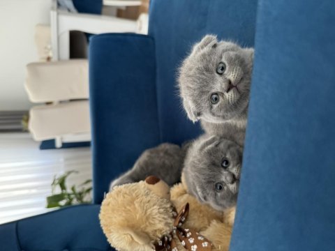 Güzel yüzlü scottish fold