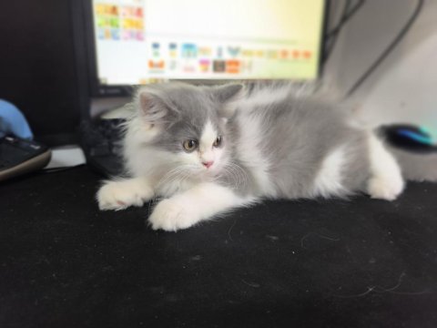Bicolor british longhair