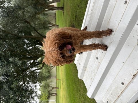 12-13 aylık toy poodle dişi