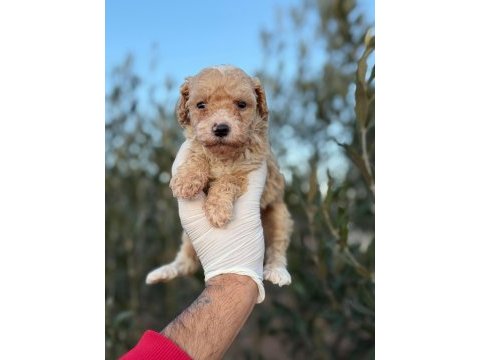 Toy poodle bebekler