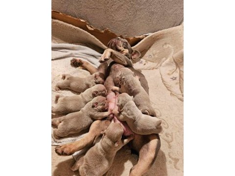 New shade ısabella fluffy french bulldog yavruları