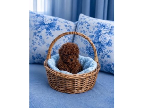 Orjinal garantili ev üretimi toy poodle