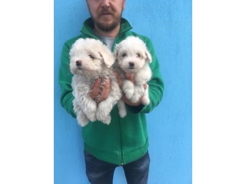 Mükemmel kalitede maltese terrier yavrularımız